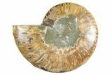Cut & Polished Ammonite Fossil (Half) - Madagascar #345980-1